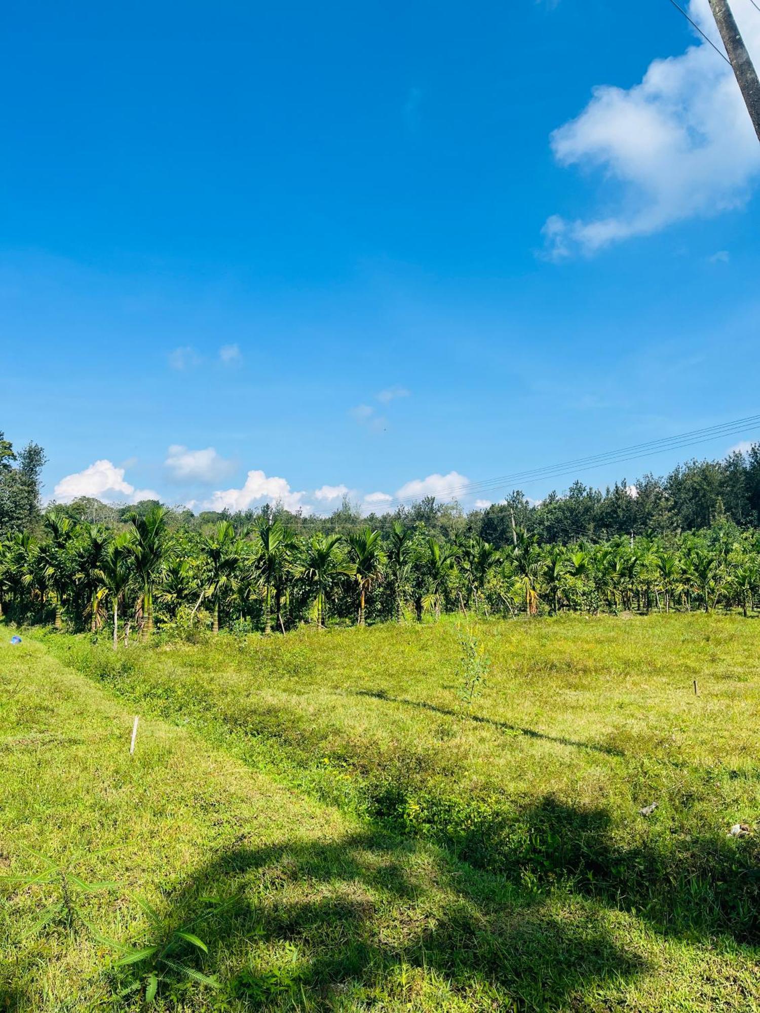 Preetham Homestay Кушалнагар Экстерьер фото